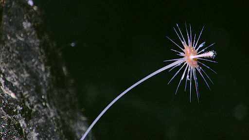 Carnivorous Sponges